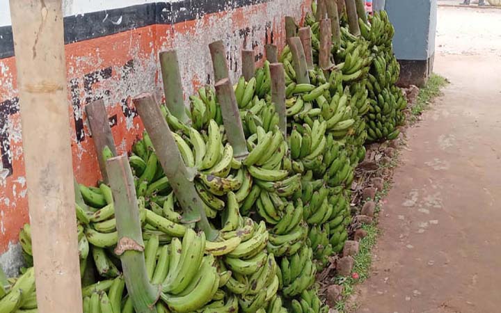 কৃত্রিমভাবে পাকানো হচ্ছে কলা